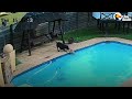 Hero Dog Saves His Tiny Best Friend From Drowning  The Dodo