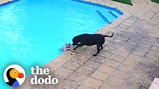 Hero Dog Saves His Tiny Best Friend From Drowning | The Dodo