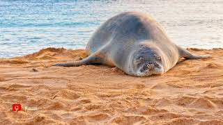 Where To See Monk Seals on Kauai