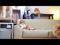 【マンチカンズ】猫一家の昼下がり ~ munchkin cat family ~