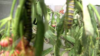 Tenerife - Mariposario del Drago (dům motýlů)