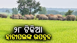 Herd of 28 elephants feeds on standing paddy crops in Karanjia, causing widespread destruction