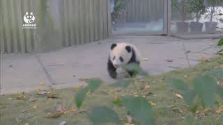 【panda】熊猫搞笑视频片段01