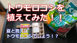 トウモロコシを植えてみた！！ゴールドラッシュです 今回は再生ではなく種からです、採りたてのとうもろこしは美味しいですよ。夏野菜と言ったらこれをはずすことは出来ませんね