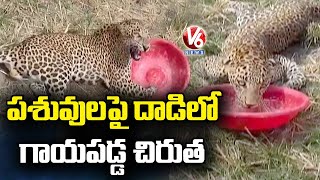 పశువులపై దాడిలో గాయపడ్డ చిరుత | Injured Leopard  Spotted at Mahabubnagar | V6 News