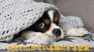 犬がいじけている時にする仕草【犬の健康】