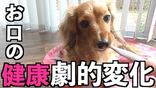 【元保護犬】引き取って10ヶ月 口臭レベルの劇的変化とプレゼント開封 【カニンヘンダックスえびすの日常】