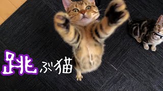 生後５ヶ月の猫のジャンプ力をスローモーションで【アメリカンショートヘア】子猫 Kittens Jumping in Slow Motion