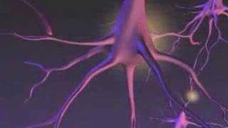 Stress and Memory