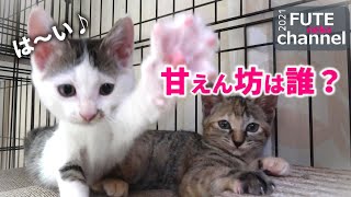 子猫達がどんどんと甘えん坊になってきました。ゴロゴロがたまらないね～　おかっぱファミリー16【保護子猫】