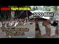 Take a peek at the business of 1000 laying ducks with an income of 800 eggs per day