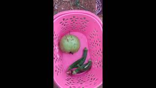 இன்றைய  அறுவடை!  #harvest #gardening #variety #organic #shortsfeed #shorts #ytviral #viralshort