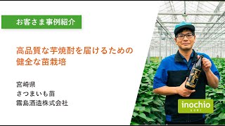 【農業参入 お客さま事例】高品質な芋焼酎を届けるための健全な苗栽培　霧島酒造株式会社