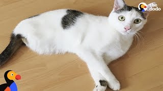 Energetic Cat Missing 2 Legs Loves His New Family So Much | The Dodo