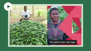 🤯 A 470% return on investment from cucumber farming using the best cucumber seeds