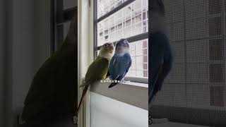 ボタンインコ　ウロコインコ　今朝の様子