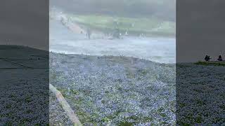 日本茨城県ひたちなか市 ー 国営ひたち海浜公園　Nemophila  粉蝶花