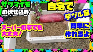 スーパーのサツマイモで栽培用の芋ヅルを作ろう｜GWまで間に合うよ【さつまいも育て方】