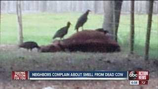 Pasco County commissioner's husband faces criticism over cows' deaths