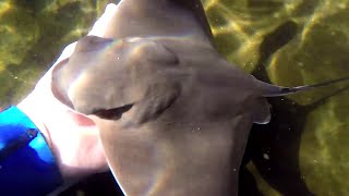 Eagle ray gives birth!