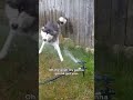 My Husky Vs The Sprinkler! #shorts