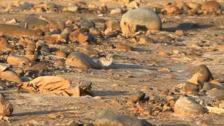 Baby Little Tern 小小燕鷗