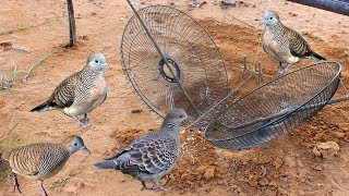 Awesome Quick Bird Trap Using Double Fan Guard - How to make an easy triangle bird trap work 100%