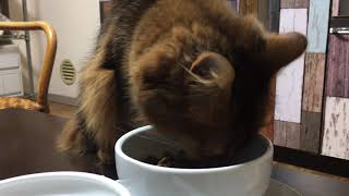 【猫のASMR】がつがつ食べるネコの食事。somali cat asmr eat