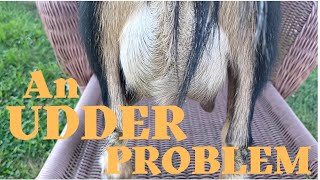 An Udder Problem #mastitis