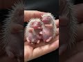 he is full cute hedgehoglife animalpictures hedgehog cuteanimals hedgehoglover animals pets