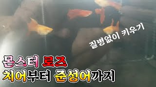 몬스터 로즈 ~ 치어부터 준성어까지 질병없이 키우기 ~^^