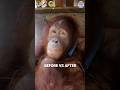 The Amazing Transformation of Rescued Orangutan Amy