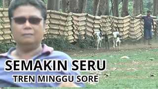 SERU BOSKUH  LATIHAN KARAPAN KAMBING MINGGU SORE