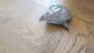 33 screaming frogs