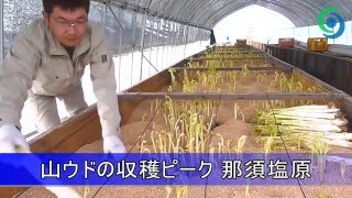 山ウドの収穫ピーク 那須塩原