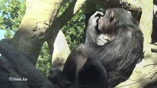 よこはま動物園ズーラシア　〜チンパンジーのゴウ〜　　🎥2024.1130