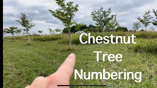 Chestnut Update: How I Number Trees in the Orchard