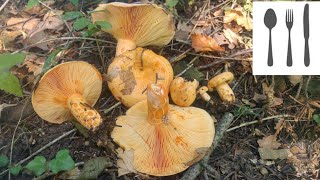 Mleczaj jodłowy (Lactarius salmonicolor) Mszana Dolna