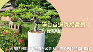 陽台首選成熟度滿分的質感盆景：台灣真柏｜台灣銘園園藝事業有限公司