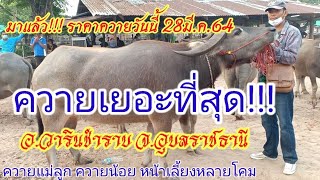 🐄🐃🐂 ควายเยอะที่สุด ราคาควายวันนี้ 28มี.ค.64 ควายเลี้ยง ควายงาม ควายน้อย อ.วารินชำราบ จ.อุบลราชธานี