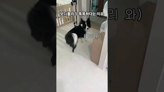 보더콜리의 정중한 요구사항 #shorts #bordercollie #보더콜리