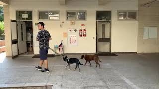 北護校犬影片