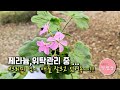 제라늄,위탁관리중인 제라늄 중간체크 #크리미 님