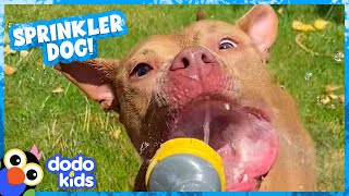 Cute Dog’s Mission Is To Jump On Every Water Sprinkler! | Dodo Kids