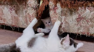 Big kitten Winnie can't catch little kitten Mickey. Mother cat and her kittens.