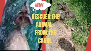 Rescued the animal from the canal❤️ #animals #canal #water