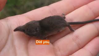 Northern Short Tailed Shrew Facts You’ll Never Forget