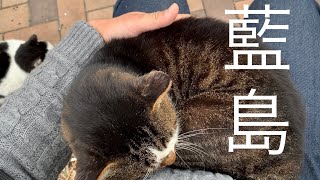 藍島（北九州市）〜人懐っこい猫多し〜