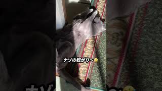 【ロシアンブルー】めろん日向ぼっこしてますが...🫢【猫】#shorts