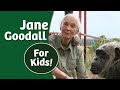 Jane Goodall Story for Kids